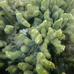 Pore Coral, photo 8