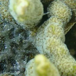 Pore Coral, photo 9