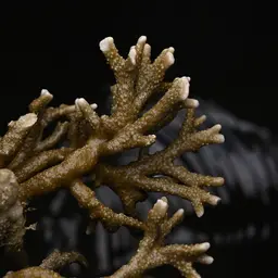 Pore Coral, photo 10