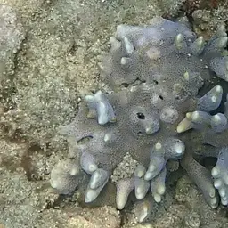 Pore Coral, photo 11