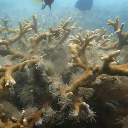 Pore Coral, photo 12