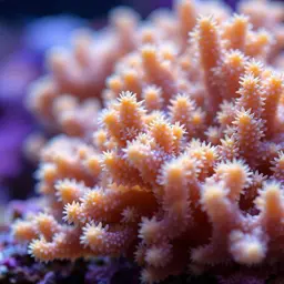 Pore Coral, photo 1