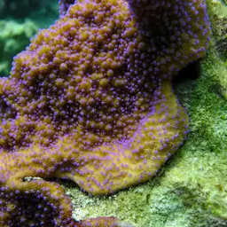 Pore Coral, photo 1