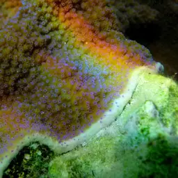 Pore Coral, photo 2
