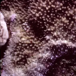 Pore Coral, photo 3