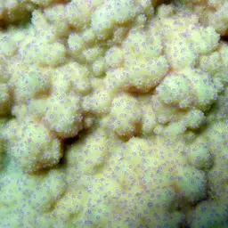 Pore Coral, photo 4