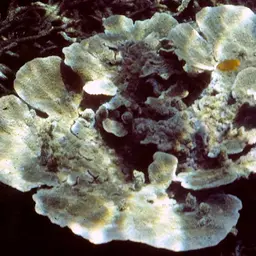 Pore Coral, photo 5