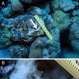 Pore Coral, photo 6