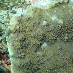 Pore Coral, photo 1