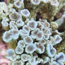 Pore Coral, photo 1