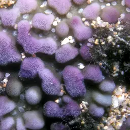 Pore Coral, photo 2