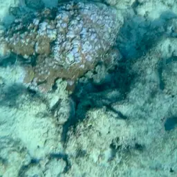 Pore Coral, photo 3