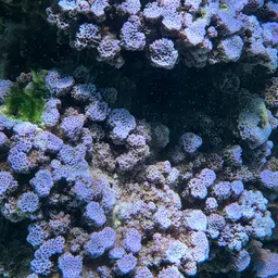Pore Coral, photo 4