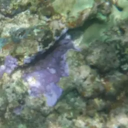 Pore Coral, photo 5