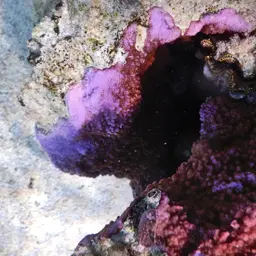 Pore Coral, photo 6