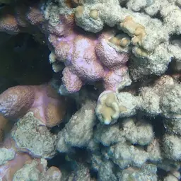 Pore Coral, photo 7