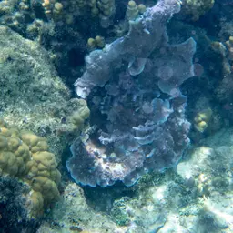 Pore Coral, photo 8