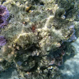 Pore Coral, photo 9