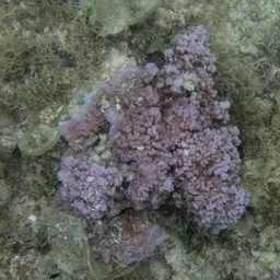 Pore Coral, photo 10