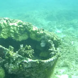 Pore Coral, photo 11