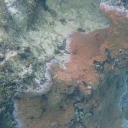 Pore Coral, photo 12