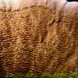Pore Coral, photo 1