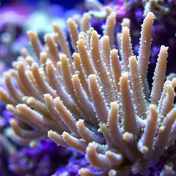 Pore Coral, photo 2