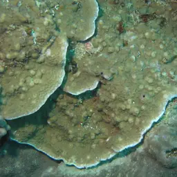 Pore Coral, photo 1