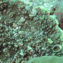 Pore Coral, photo 2