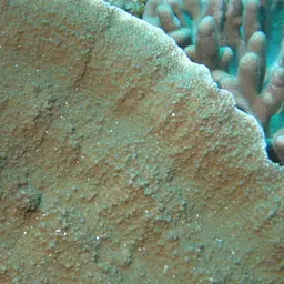 Pore Coral, photo 3
