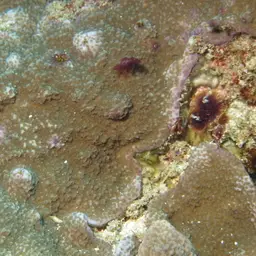 Pore Coral, photo 4