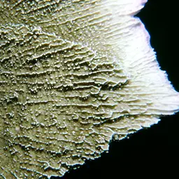 Leaf Coral, photo 2