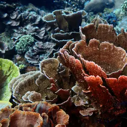 Leaf Coral, photo 1