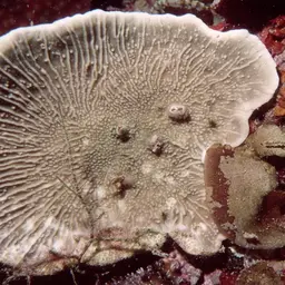 Leaf Coral, photo 3