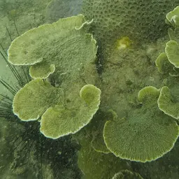 Leaf Coral, photo 4