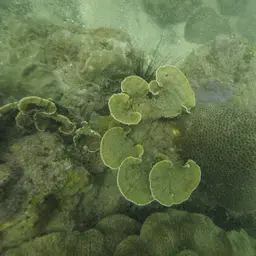 Leaf Coral, photo 5