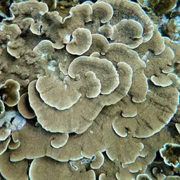 Leaf Coral, photo 6