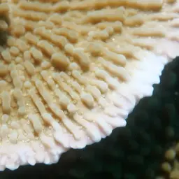Leaf Coral, photo 7