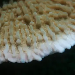 Leaf Coral, photo 8