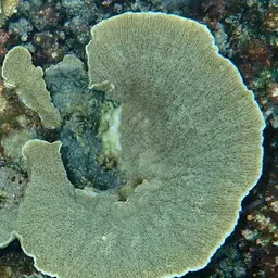Leaf Coral, photo 9