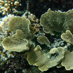 Leaf Coral, photo 10