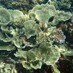 Leaf Coral, photo 11
