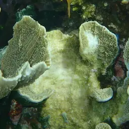 Leaf Coral, photo 12
