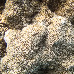 Pore Coral, photo 2