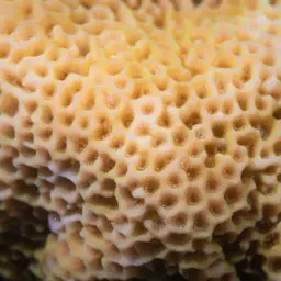 Pore Coral, photo 3