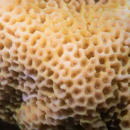 Pore Coral, photo 4