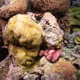 Pore Coral, photo 5