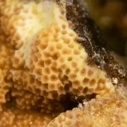 Pore Coral, photo 6