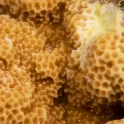 Pore Coral, photo 7