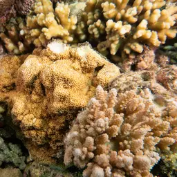 Pore Coral, photo 8